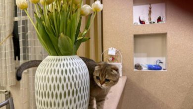 Минута отдыха Как сделать кошку счастливой: нужно повесить на стены именно это — маленькая хитрость Животные  Минута отдыха Как сделать кошку счастливой: нужно повесить на стены именно это — маленькая хитрость Животные