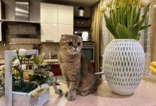 Минута отдыха Как отучить кошку есть комнатные растения: надо знать всем владельцам питомцев Животные 