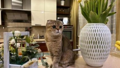 Минута отдыха Как отучить кошку есть комнатные растения: надо знать всем владельцам питомцев Животные 