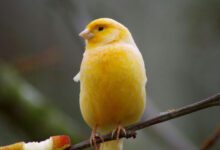 Минута отдыха Как научить канарейку петь: получается не у всех Животные 