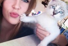 Минута отдыха Недовольные мордахи котеек, которые не любят внезапные обнимашки Животные 