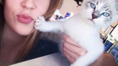 Минута отдыха Недовольные мордахи котеек, которые не любят внезапные обнимашки Животные 