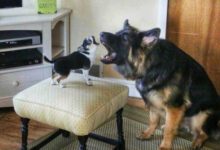 Минута отдыха Эти снимки демонстрируют сходство домашних животных с людьми Животные 