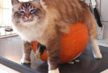 Минута отдыха Снимки котиков, попавших в самые нелепые ситуации Животные 