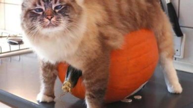 Минута отдыха Снимки котиков, попавших в самые нелепые ситуации Животные 