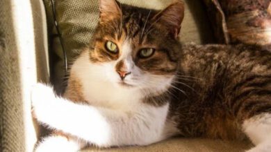 Минута отдыха Как понять, что кот любит своего хозяина: 3 признака Животные  Минута отдыха Как понять, что кот любит своего хозяина: 3 признака Животные