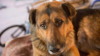 Минута отдыха Как подготовить собаку к передержке: порядок действий Животные 