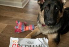 Минута отдыха Неожиданные выходки животных, которые раскрыли свою забавную негодяйскую сторону Животные 