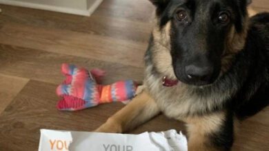 Минута отдыха Неожиданные выходки животных, которые раскрыли свою забавную негодяйскую сторону Животные 