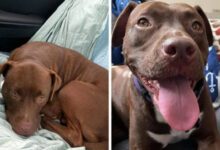 Минута отдыха Питомцы, которые теперь наслаждаются счастливой жизнью в новом доме Животные 