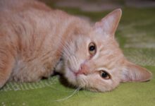 Минута отдыха Как кот говорит «спасибо» хозяину: 3 варианта - не игнорируйте эти проявления Животные 