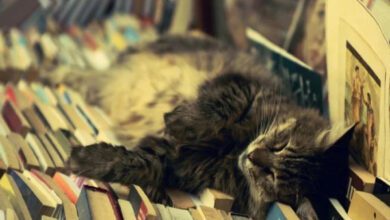 Минута отдыха Пушистые сони в неожиданных местах и странных позах Животные 