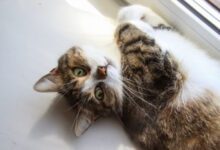 Минута отдыха 5 причин, по которым кошка лижет ваши руки: не отказывайте себе в удовольствии узнать интересный факт Животные 