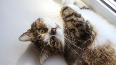 Минута отдыха 5 причин, по которым кошка лижет ваши руки: не отказывайте себе в удовольствии узнать интересный факт Животные  Минута отдыха 5 причин, по которым кошка лижет ваши руки: не отказывайте себе в удовольствии узнать интересный факт Животные