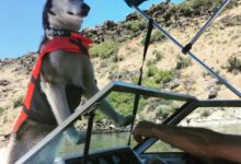 Минута отдыха Смешные пёсели, чьи выходки невозможно оставить без внимания Животные 