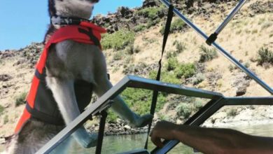 Минута отдыха Смешные пёсели, чьи выходки невозможно оставить без внимания Животные 