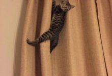 Минута отдыха Традиционные способы применения штор от котиков Животные 