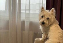 Минута отдыха Какие породы собак считаются самыми проблемными: подойдут для самых терпеливых Животные 