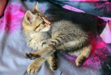 Минута отдыха Сколько раз в году нужно показывать кота ветеринару: чаще, чем думает большинство владельцев Животные 