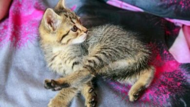 Минута отдыха Сколько раз в году нужно показывать кота ветеринару: чаще, чем думает большинство владельцев Животные 