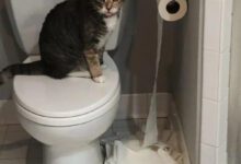 Минута отдыха Домашние животные, которые очень даже мило шалят Животные 