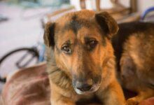 Минута отдыха Что делать, если собака подавилась: эта инструкция спасет жизнь питомца Животные 