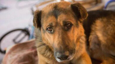 Минута отдыха Что делать, если собака подавилась: эта инструкция спасет жизнь питомца Животные  Минута отдыха Что делать, если собака подавилась: эта инструкция спасет жизнь питомца Животные