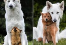 Минута отдыха Снимки покажут, как меняются собаки со временем Животные 