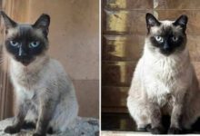 Минута отдыха Добрые истории преображения бродячих хвостатых друзей Животные 