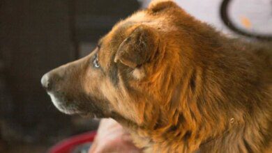 Минута отдыха Американские ученые посоветовали еще одно развлечение для собак: выяснили в ходе эксперимента Животные 