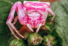 Минута отдыха Яркие и «гламурные» животные в розовом цвете Животные 