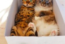 Минута отдыха Котиков всегда привлекают обычные картонные коробки Животные 