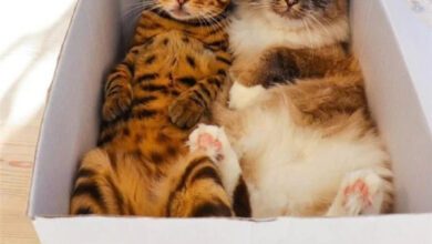 Минута отдыха Котиков всегда привлекают обычные картонные коробки Животные 