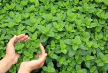 Минута отдыха Почему от мяты холодно в рту? Интересное 