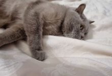 Минута отдыха Почему кошка часто занимает место хозяина в кресле или на кровати: 3 объяснения Животные 