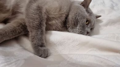 Минута отдыха Почему кошка часто занимает место хозяина в кресле или на кровати: 3 объяснения Животные  Минута отдыха Почему кошка часто занимает место хозяина в кресле или на кровати: 3 объяснения Животные