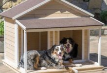 Минута отдыха Уютные домики для лучших пёселей Животные 
