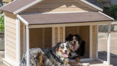 Минута отдыха Уютные домики для лучших пёселей Животные  Минута отдыха Уютные домики для лучших пёселей Животные