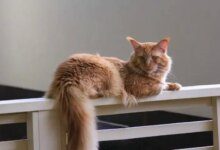 Минута отдыха Почему нельзя дергать кота за хвост: этот орган выполняет важные функции Животные 