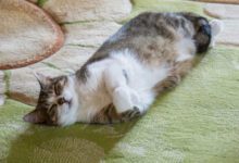 Минута отдыха Почему кошки ходят по пятам за хозяином: секреты кошачьей привязанности Животные 