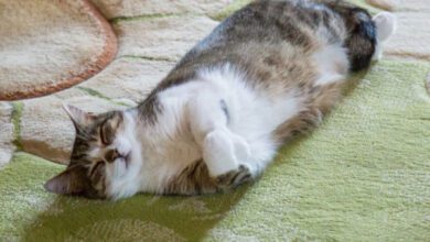 Минута отдыха Почему кошки ходят по пятам за хозяином: секреты кошачьей привязанности Животные  Минута отдыха Почему кошки ходят по пятам за хозяином: секреты кошачьей привязанности Животные