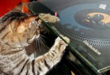 Минута отдыха Милые котики — ценители музыки и винила Животные 