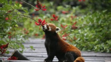 Минута отдыха Зверюшки тоже наслаждаются ароматами цветов Животные 