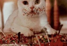 Минута отдыха Гениальные кошачьи ограбления от замысла до воплощения Животные 