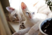 Минута отдыха Какие 5 ошибок в содержании кошек допускают многие: мнение экспертов Животные 