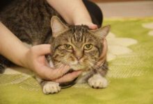 Минута отдыха Почему нельзя гладить кошку против шерсти: причины есть, и вовсе не мистические Животные 