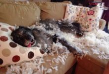 Минута отдыха Игры и шалости домашних любимцев Животные 