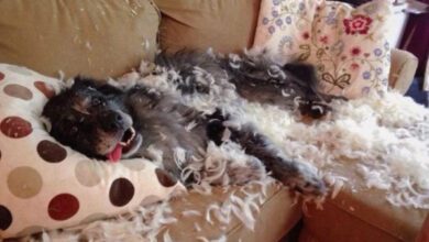 Минута отдыха Игры и шалости домашних любимцев Животные  Минута отдыха Игры и шалости домашних любимцев Животные