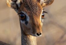 Минута отдыха Интересные животные с самыми необычными носами Животные 