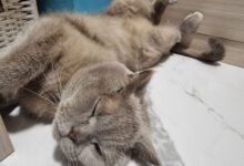 Минута отдыха Почему кошки иногда притворяются спящими: 3 причины Животные 